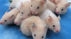 Kako hrček rodi, kaj storiti, kar lahko storijo zapleti